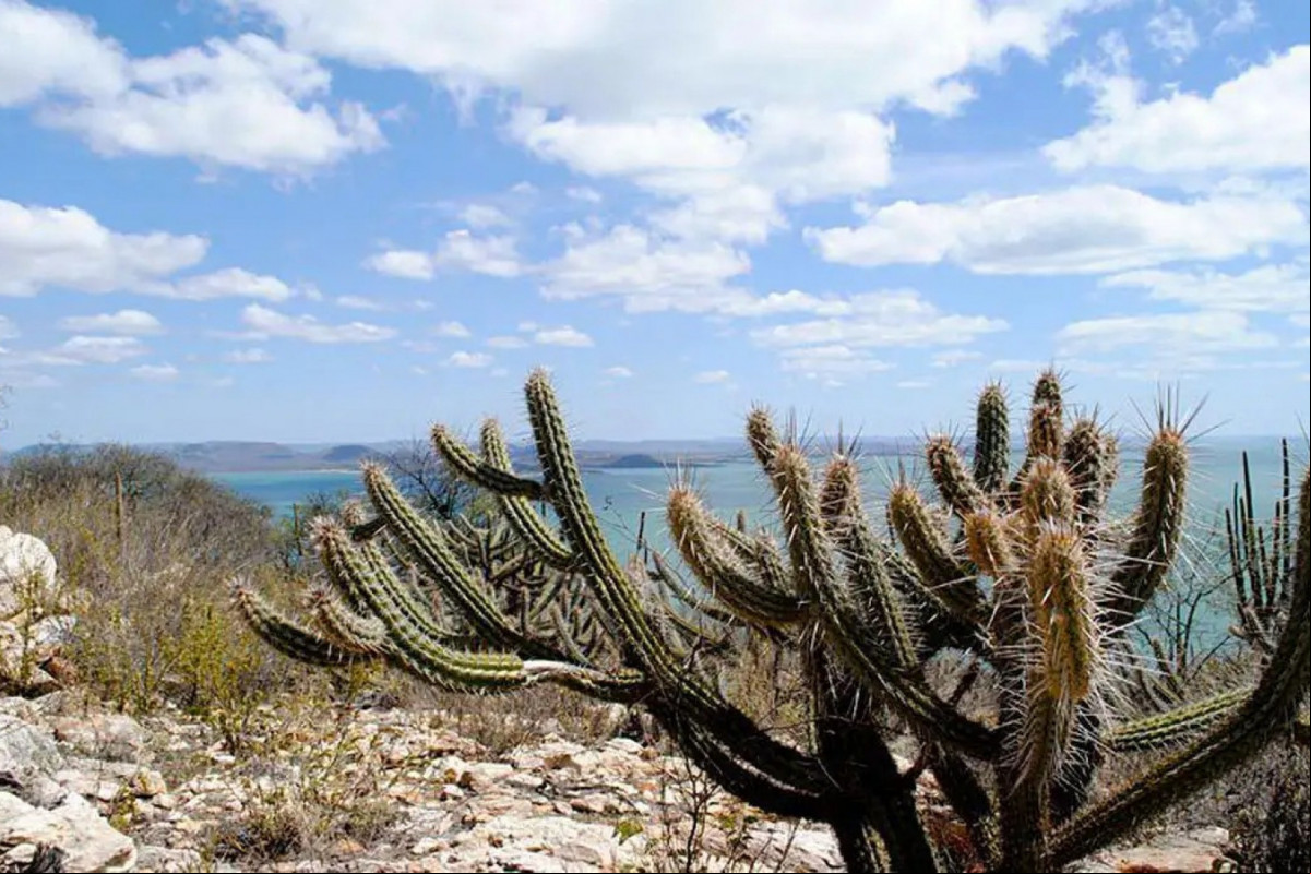 Caatinga Ã© um bioma brasileiro