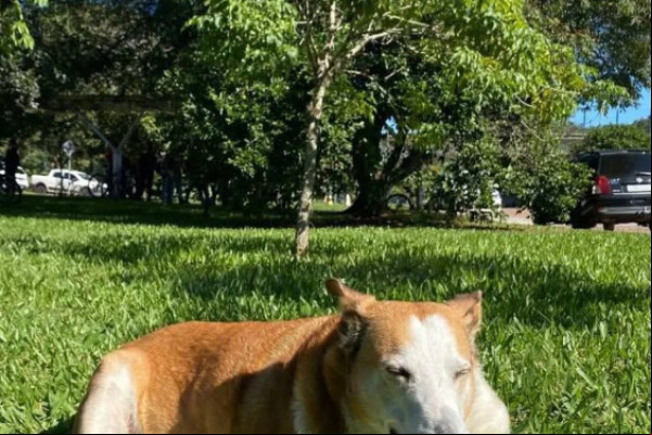 Em perfil 'oficial' do Instagram, o Pró-reitor de Assuntos Caninos da UFSM faz sucesso em vários cliques feitos por alunos da Universidade(Reprodução/Instagram @silveirapodrao) Em perfil 'oficial' do Instagram, o Pró-reitor de Assuntos Caninos da UFSM faz sucesso em vários cliques feitos por alunos da Universidade/Reprodução/Instagram @silveirapodrao