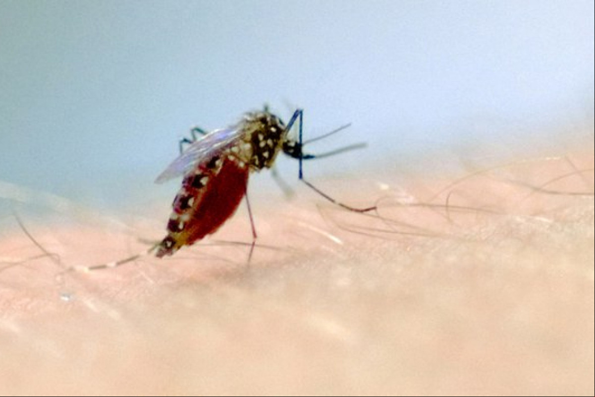 Mosquito aedes aegypti (Vinícius Marinho/Fiocruz) Mosquito aedes aegypti/Vinícius Marinho/Fiocruz